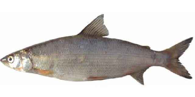 Whitefish (List of Amur fish)