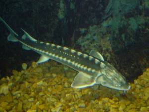 How long does a sturgeon live: description, habitat, life expectancy, photo
