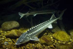 How long does a sturgeon live: description, habitat, life expectancy, photo