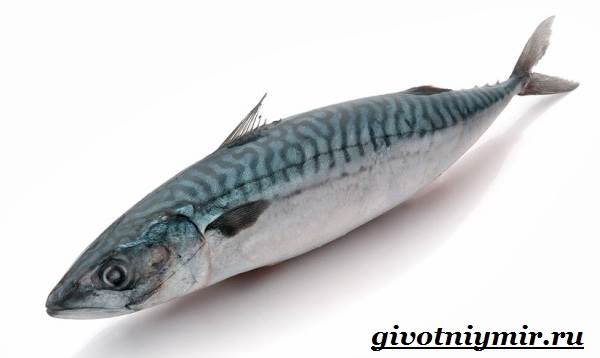 Скумбрия-рыба-Образ-жизни-и-среда-обитания-скумбрии-1