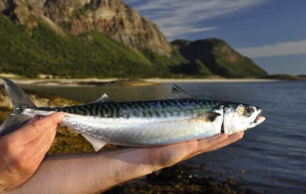 Mackerel-fish-Description-features-species-lifestyle-and-habitat-of-mackerel-1