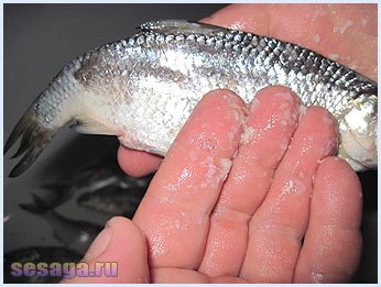 Mucus and salt on the fish&#39;s body