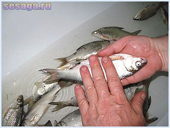 Wash off mucus from fish
