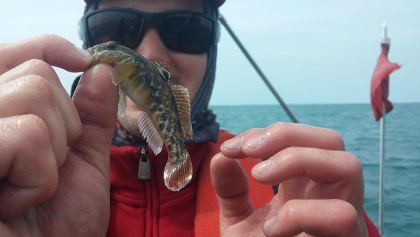 Tackle for catching Azov goby