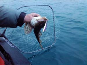 Tackle for catching goby in the Sea of ​​Azov
