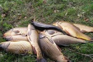 Tackle for carp fishing from a boat