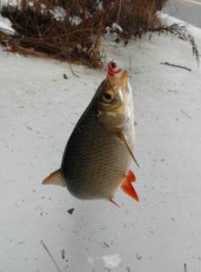 Tackle for catching roach in winter