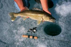 Tackle for catching pike perch in winter on the Kama