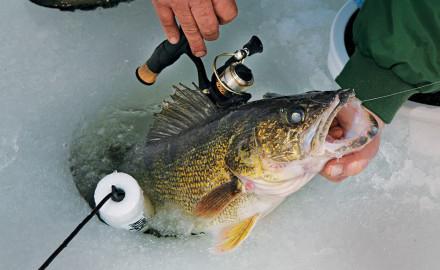 Tackle for catching pike perch in winter using sprat