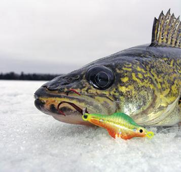 Do-it-yourself tackle for catching pike perch in winter
