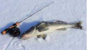 Tackle for winter trolling for pike perch