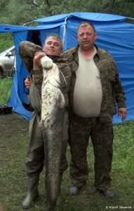 Солидные трофеи рыбака. Сом, 18 кг!