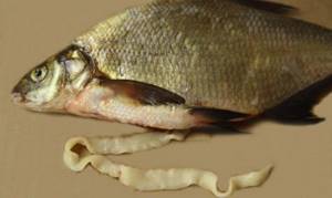 Tapeworm in fish