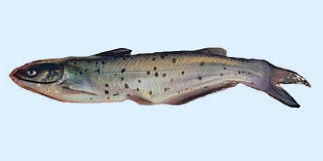 Channel catfish (list of fish of the Amur River basin)