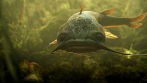 Catfish underwater