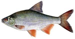 Sorozhka fish
