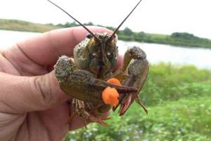 Tips for catching crayfish