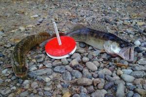 Tips for catching pike perch with mugs