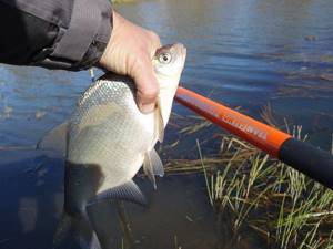 Tips for float fishing for autumn roach