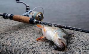 Spinning rod for jigging perch