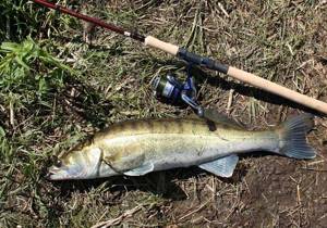 spinning rod for catching pike perch