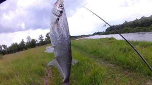 Spinning for sabrefish