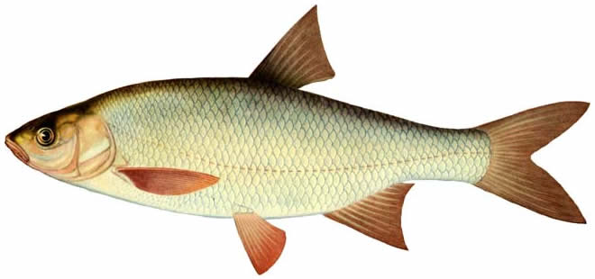 Список промысловых речных рыб