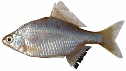 Список рыб Амура: ханкайский колючий горчак (карповые)