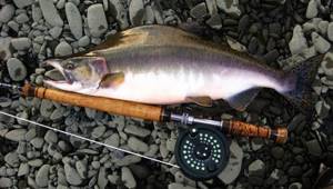 Ways to catch pink salmon