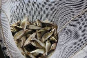 Methods of catching live bait