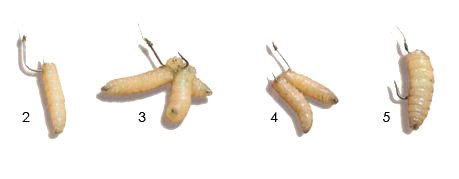Methods for placing maggots on a hook