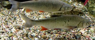 Squalius cephalus – крупная рыба семейства карповых