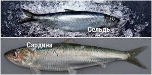 comparative collage of differences between herring and sardine