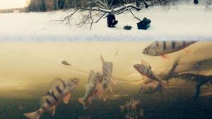 A school of perch watches the jig