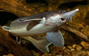Sterlet-fish-Description-features-species-lifestyle-and-habitat-of-sterlet-3
