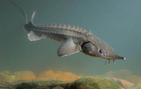 Sterlet-fish-Description-features-species-lifestyle-and-habitat-of-sterlet-2