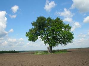 Watch oak in Sapozhkovsky district