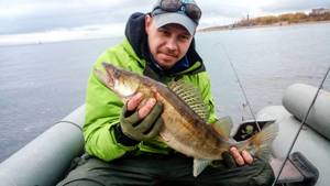 Pike perch 2 kg in the Gulf of Finland. Photo of VKontakte website user Stas Vasiliev 