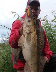 Pike perch weighing more than 6 kg