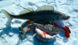 Pike-perch and perch