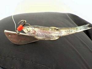Pike perch for sprat in winter - fishing, technique and tactics - Homemade products for...