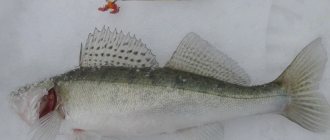 Pike-perch on a vertical spoon