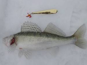 Pike-perch on a vertical spoon