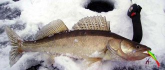 Pike perch on first ice