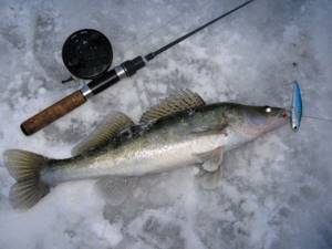 Pike perch caught on ratlin