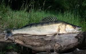 Pike-perch-fish-Description-features-species-lifestyle-and-habitat-of-pike-perch-15