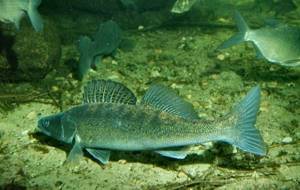 Судак-рыба-Описание-особенности-виды-образ-жизни-и-среда-обитания-судака-12