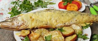 pike perch in the oven the most delicious recipe