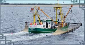 Vessel with trawl for catching shrimp