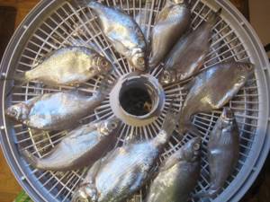 Drying fish in an electric dryer